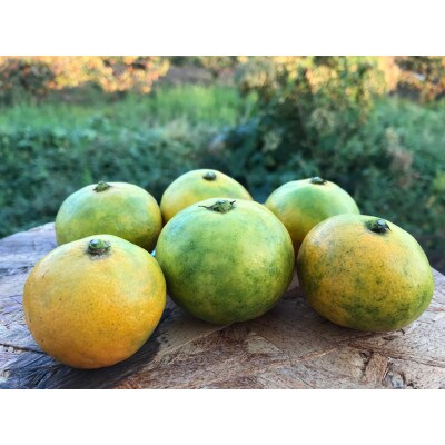 樹熟緑黄色ミカン【アオアマ(蒼甘YN)】2kg(箱込み)