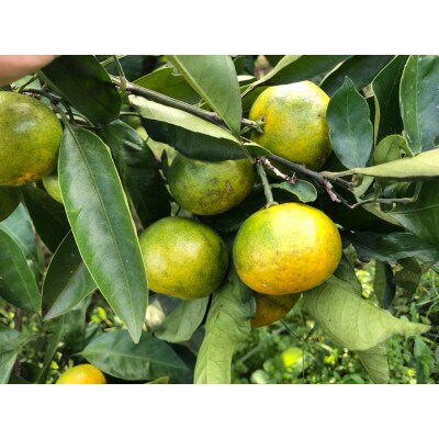 樹熟緑黄色ミカン【アオアマ(蒼甘YN)】2kg(箱込み)