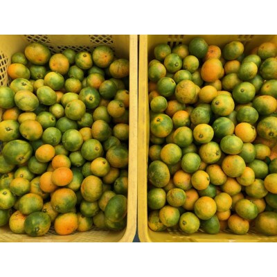 樹熟緑黄色ミカン【アオアマ(蒼甘YN)】2kg(箱込み)