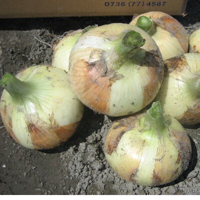 和歌山県産　吉岡農園の紀の川オニオン　2L以上10kg