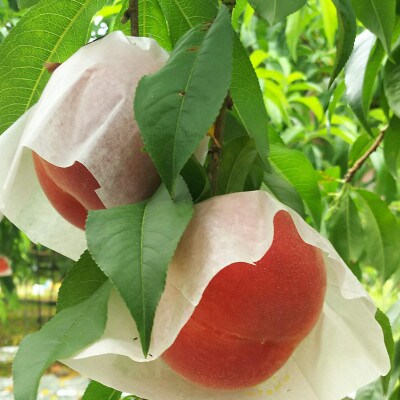 「和歌山の桃」約2kg