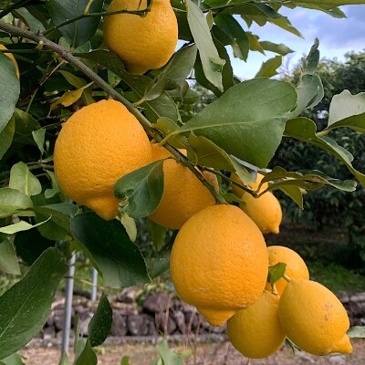 【産地直送】和歌山県産 レモン 2kg サイズ混合