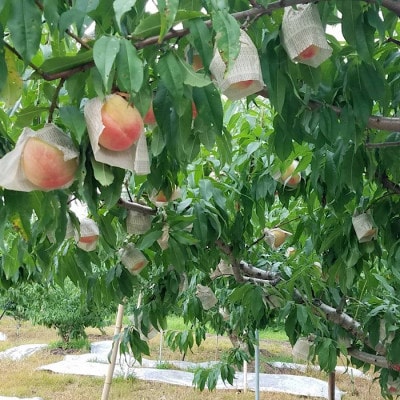 【産地直送】和歌山産　あら川の桃　3玉～4玉　 秀品