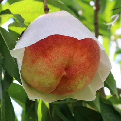 【産地直送】和歌山県産　桃(もも)　3玉～4玉　秀品