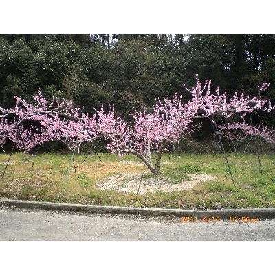 橋村農園のあらかわの桃　約3.5～4kg　11～13個入 2024年7月上旬以降発送