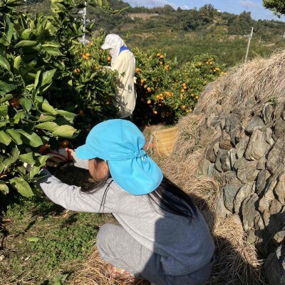 【和田果樹園】紀の川市産　温州みかん10kg　贈答用にもおすすめのS・M・Lサイズ
