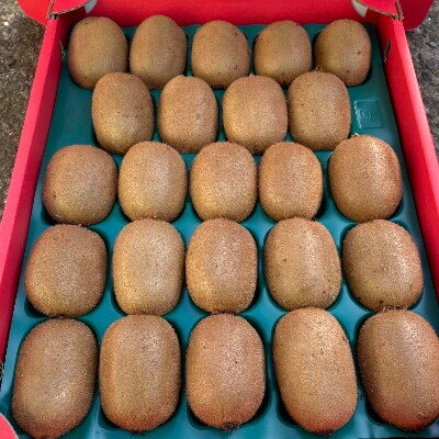 【和田果樹園】秀品　紀の川市産キウイフルーツ　ヘイワード