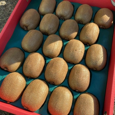 【和田果樹園】5Lサイズの大玉　秀品　紀の川市産キウイフルーツ　ヘイワード