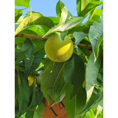 【数量限定】和歌山県紀の川市産「白鳳」約3.5～4kg箱入《秀品》