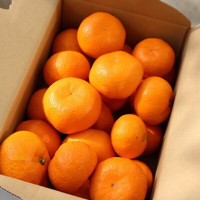 和歌山県産みかん2kg 天空の村からお届け