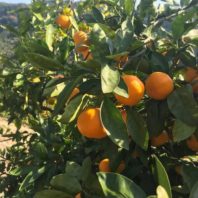 和歌山県産みかん2kg 天空の村からお届け