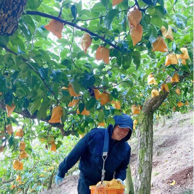 【2022年8月上旬発送】和歌山産幸水梨 大玉約2.5kg(5～6個入り)
