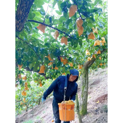 【2023年8月下旬より発送】和歌山県産豊水梨2kg(6個～7個入)