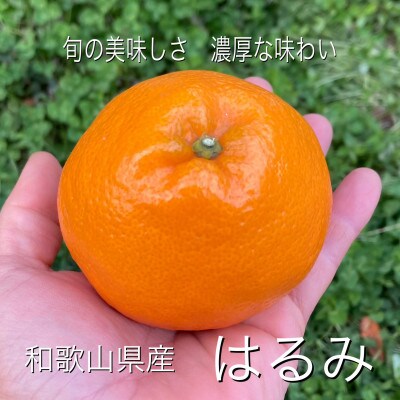 農家直送 和歌山県産濃厚みかん はるみ 約5kg