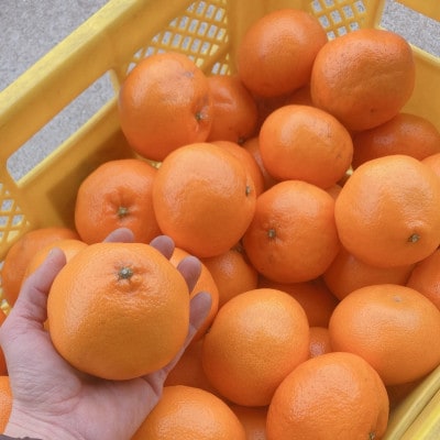 農家直送 和歌山県産濃厚みかん はるみ 約5kg