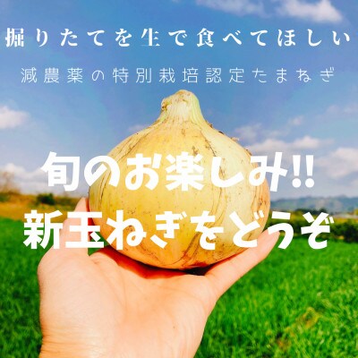 訳あり新たまねぎ10キロ | 和歌山県紀の川市 | ふるさと納税