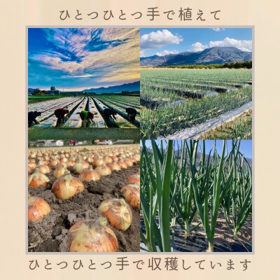 訳あり新たまねぎ10キロ