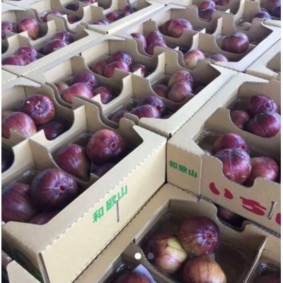 【8月上旬以降お届け】朝採りいちじく