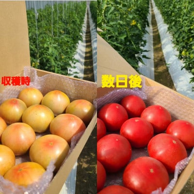 和歌山県産紀の川市貴志川町の農家から直送!桃太郎トマト!ハウストマト!約2kg(8個～12個)