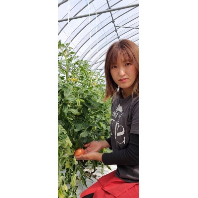 和歌山県産紀の川市貴志川町の農家から直送!桃太郎トマト!ハウストマト!約2kg(8個～12個)