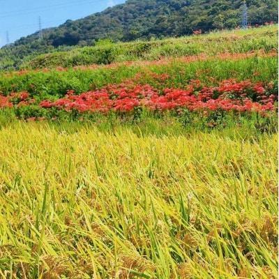 前田農園のキヌムスメ 20kg 10kg×2  和歌山県紀の川市【白米】