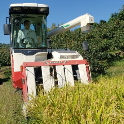 キヌムスメ 20kg 10kg×2 前田農園 和歌山県紀の川市【5分づき米】