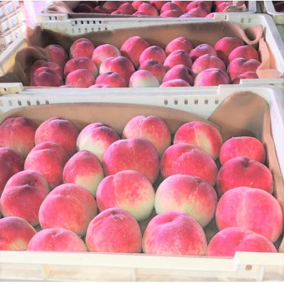 【2025年7月上旬より順次発送】毎年食べたい桃2kg　児玉農園より直送