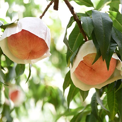 【発送月固定定期便】名産「あら川の桃」 秀品 約1.8kg(6～8個入)全3回
