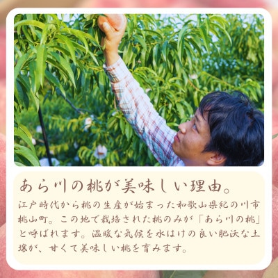 【発送月固定定期便】名産「あら川の桃」 秀品 約3.5kg(9～10個入)全2回