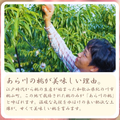 【発送月固定定期便】名産「あら川の桃」 秀品 約2.8kg(7～9個入)全2回