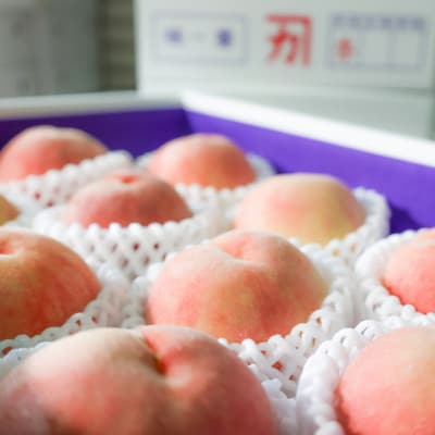 【発送月固定定期便】名産「あら川の桃」 秀品 約2.8kg(7～9個入)全2回