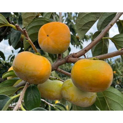 【フルーツ王国】紀の川市産「たねなし柿」3～3.5kg