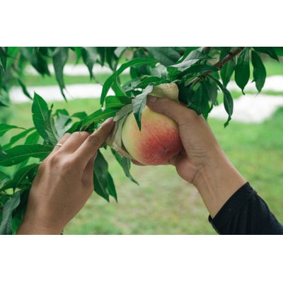 和歌山のブランド桃「あら川の桃」約2kg(5玉～8玉)
