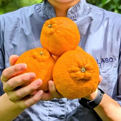 【食卓に旬を。】KiiKa　和歌山県紀の川市川原さん家の「不知火(しらぬい)」(約6～8玉)