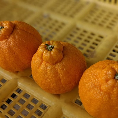 【食卓に旬を。】KiiKa　和歌山県紀の川市川原さん家の「不知火(しらぬい)」(約6～8玉)