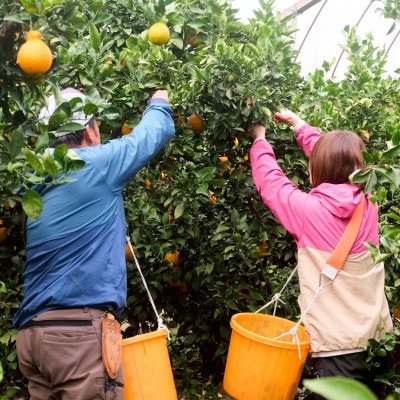 【食卓に旬を。】KiiKa　和歌山県紀の川市川原さん家の「不知火(しらぬい)」(約6～8玉)
