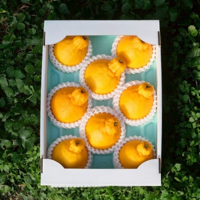 【食卓に旬を。】KiiKa　和歌山県紀の川市川原さん家の「不知火(しらぬい)」(約6～8玉)