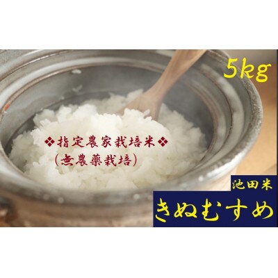 【栽培期間中農薬不使用】令和6年産 白米5kg(5kg×1袋入)紀の川市産(池田米)きぬむすめ