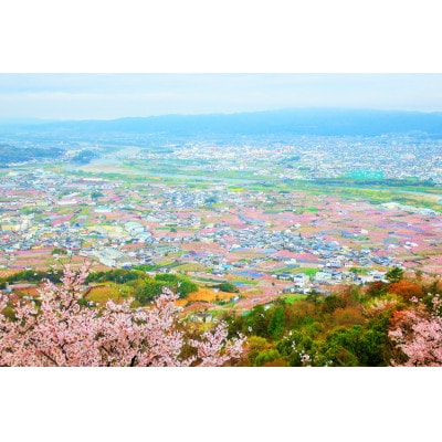 あら川の桃 秀品 3玉 (8品種の中からその時期旬の桃をお届け)