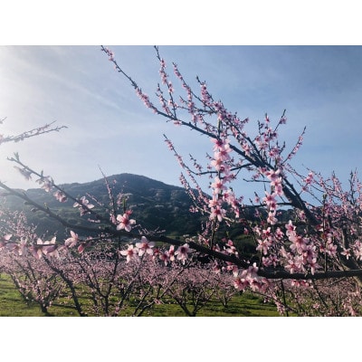 和歌山県紀の川市産の桃　2kg 5〜9玉入