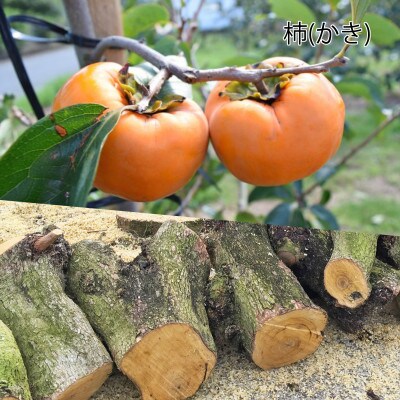 柿の木のボールペン　1本　フルーツの木の木軸ペン「Minori」