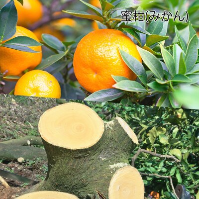 蜜柑の木のシャープペン　1本　フルーツの木の木軸ペン「Minori」
