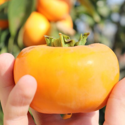 先行受付!　柿　種無し　赤秀品　超大玉　5～6個