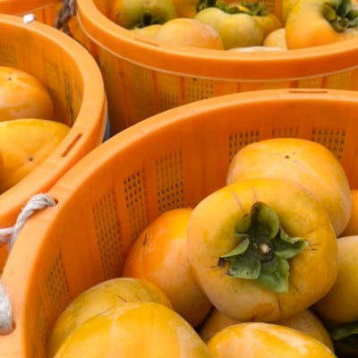 先行受付!　柿　種無し　赤秀品　超大玉　5～6個