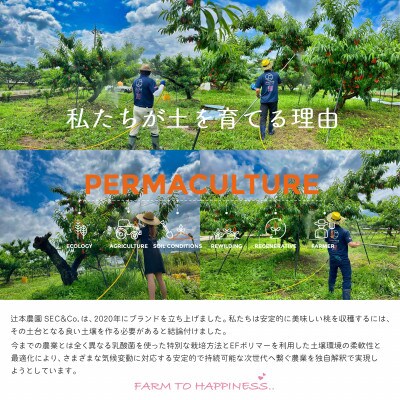 Lacto Peach(ラクトピーチ)乳酸菌で大切に育てた【あら川の桃】2玉入箱