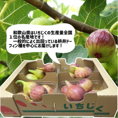 いちじく 4パック(約1.2kg) 和歌山県 紀の川市産