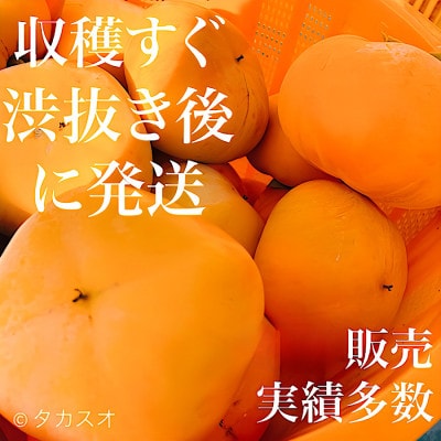 和歌山 柿農家直送 タカスオ農園 種無し柿 贈答用 2Lサイズ 大玉 12個入り 平均 糖度16度
