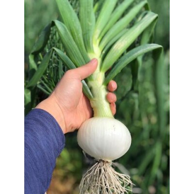 【訳あり】 農家さん直送 低農薬玉ねぎ 約4kg S～2L混合【6月中旬～7月中旬発送予定】