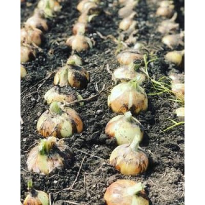 【訳あり】 農家さん直送 低農薬玉ねぎ 約4kg S～2L混合【6月中旬～7月中旬発送予定】