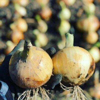 農家さん直送 低農薬玉ねぎ Sサイズ 約10kg 【6月中旬～7月中旬発送予定】